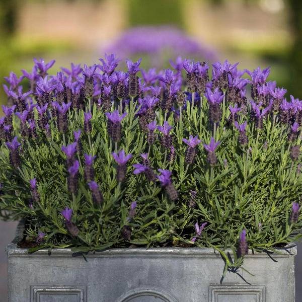 fathead lavender plants Lavender 'Fathead' – Lavandula Stoechas by Acqua Garden – AcquaGarden