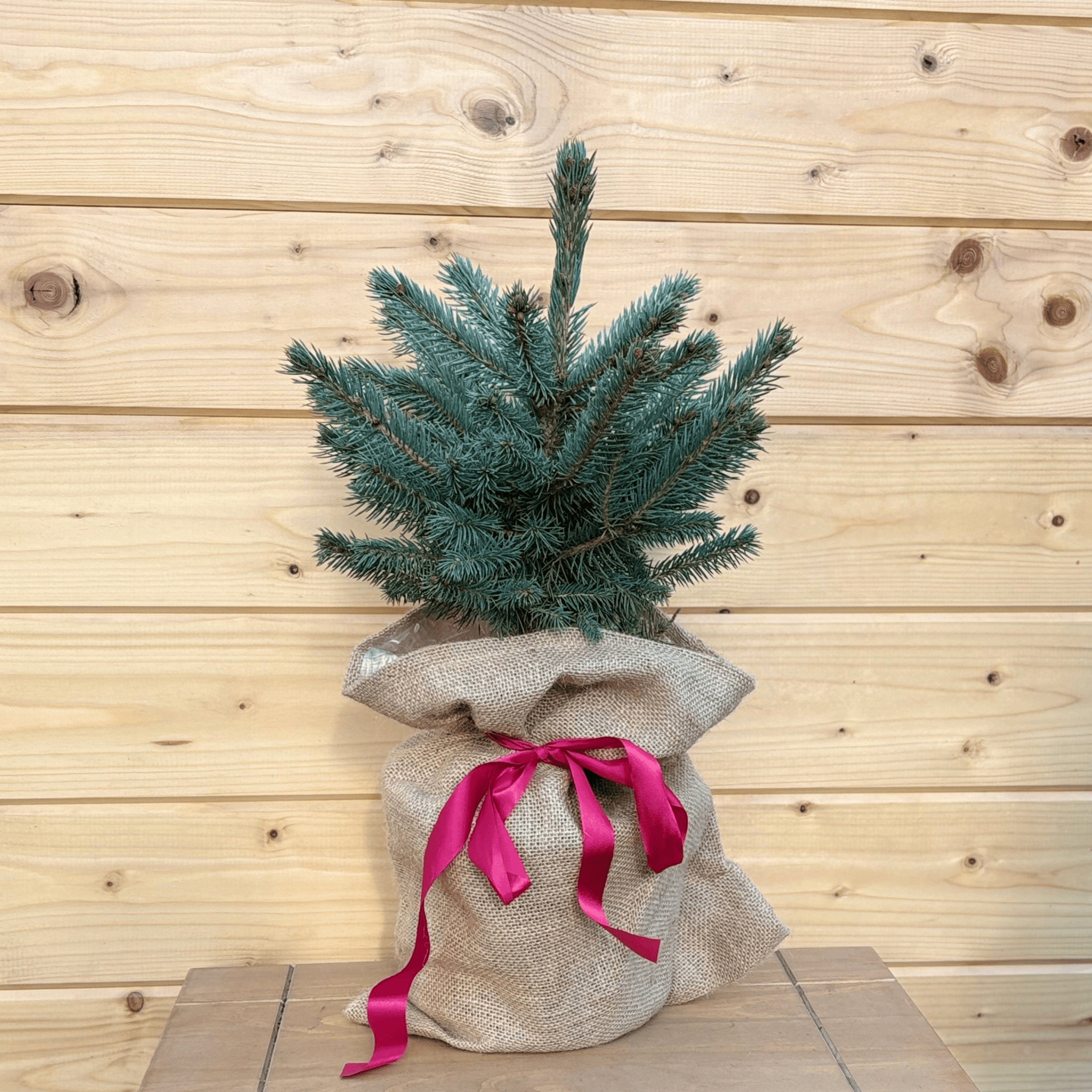 Table Top Christmas Tree 'Blue Spruce' | Acqua Garden – AcquaGarden