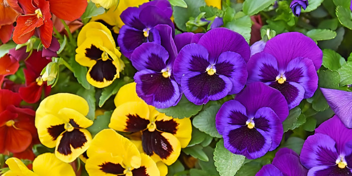 The Ultimate Guide to Growing Winter Pansies