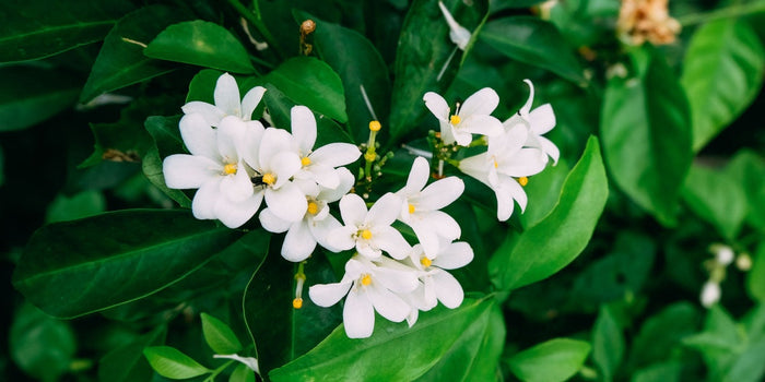 A Step-by-Step Guide to Growing Jasmine Plants