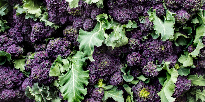 The Comprehensive Guide to Growing Broccoli