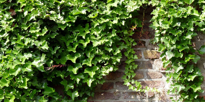 The Complete Guide to Growing and Caring for Ivy Plants