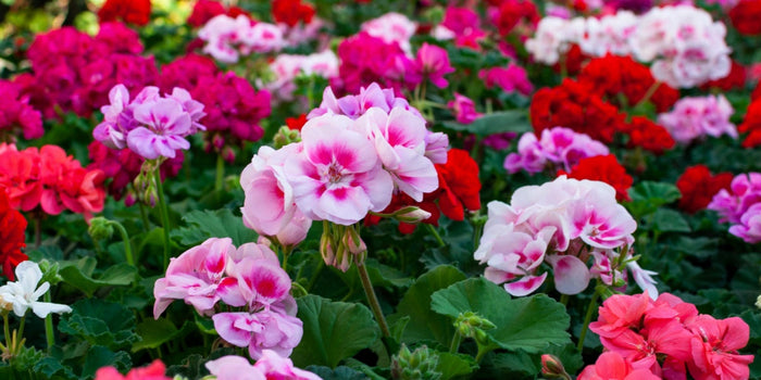 Mastering the Art of Growing and Caring for Geraniums