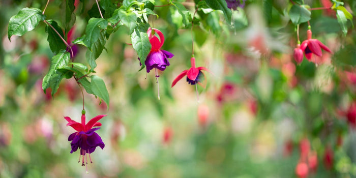 From Bud to Bloom: How to Grow and Care for Fuchsia Plants