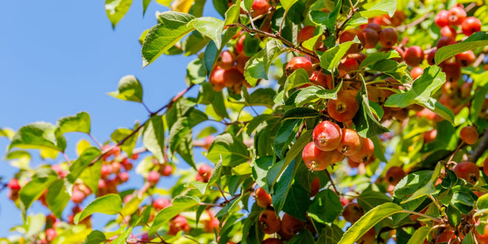 How to Grow and Care for Crab Apple Trees