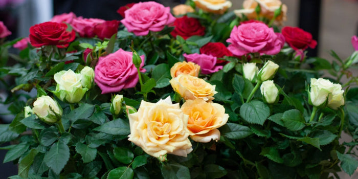 How to Grow and Care for Rose Plants: The Complete Guide