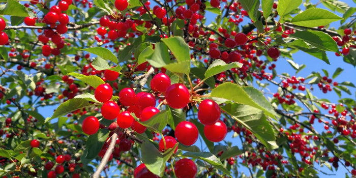 Your Step-by-Step Guide to Growing Healthy Cherry Trees