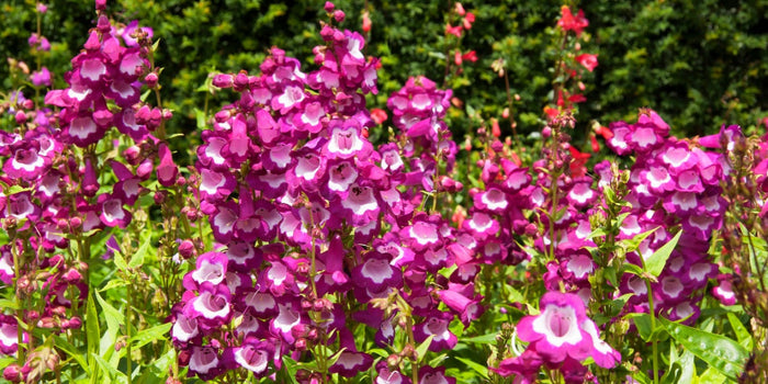 Grow and Maintain Thriving Penstemon Plants with This Guide