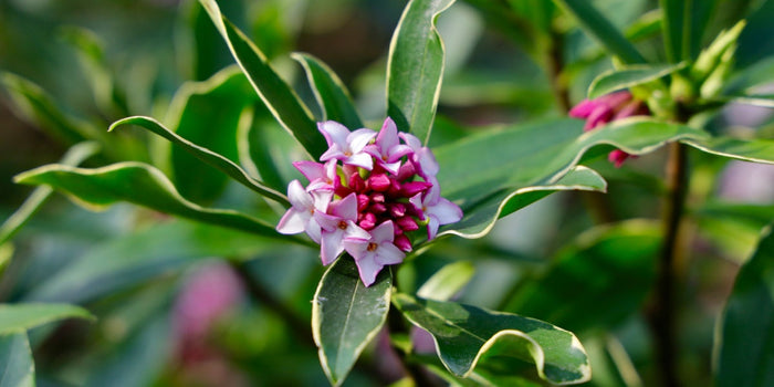 The Ultimate Guide to Growing and Nurturing Daphne Plants