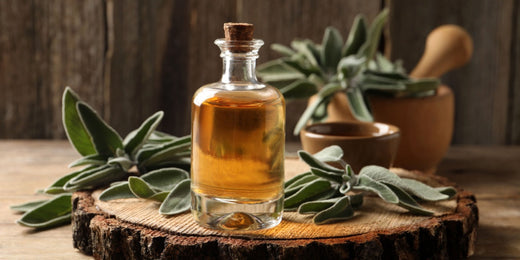 The Ultimate Guide on Growing Sage Plants