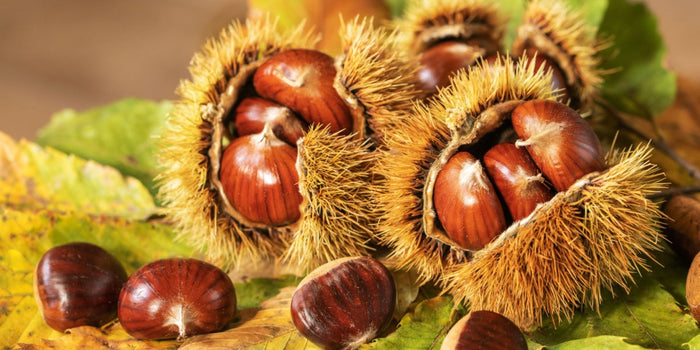 From Planting to Harvest: How to Grow Chestnut Trees