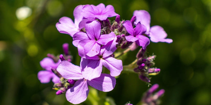 Grow and Maintain Thriving Honesty Plants with This Guide