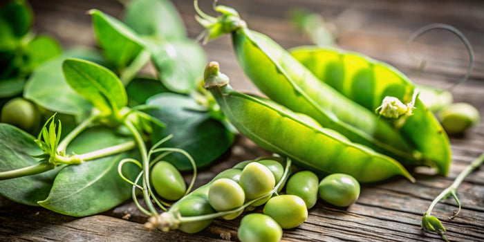 The Ultimate Guide to Growing and Harvesting Peas