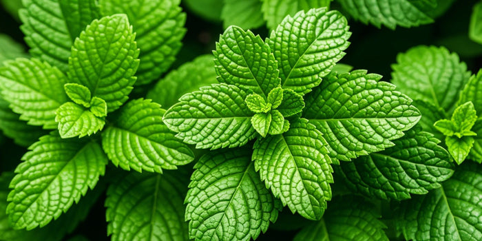 The Comprehensive Guide to Growing Mint