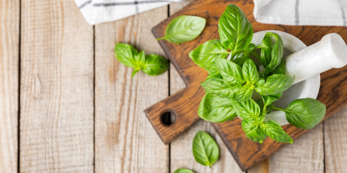 The Comprehensive Guide to Growing Basil Plants