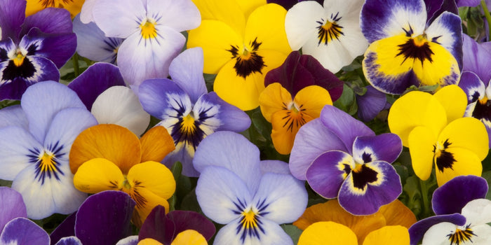 The Comprehensive Guide to Growing and Caring for Viola Plants