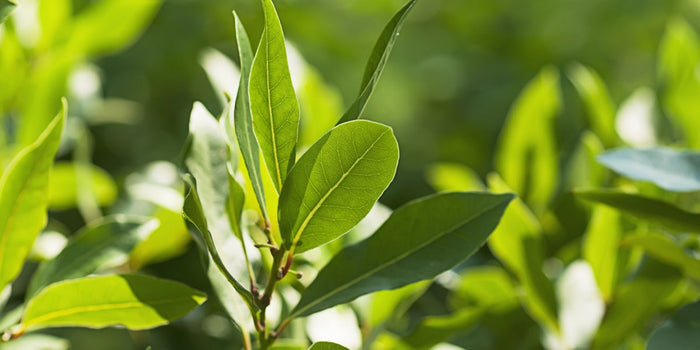 The Definitive Guide to Growing and Caring for Bay Leaf Plants