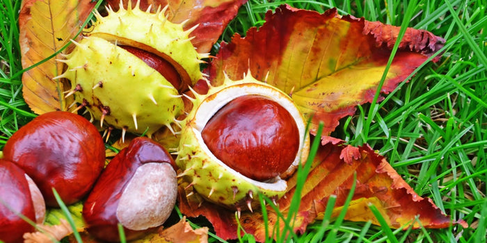 How to Grow Conker Trees: The Complete Guide to Cultivating Horse Chestnuts