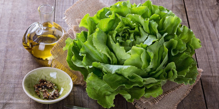 The Ultimate Guide to Growing Lettuce Plants