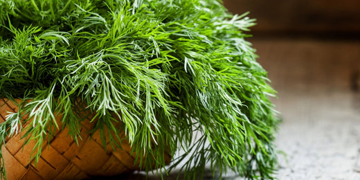 How to Grow and Use Dill: A Complete Guide to Cultivating this Versatile Herb