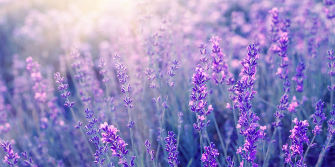 How to Grow and Care for Lavender Plants