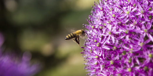 How to Grow and Care for Allium Bulbs: A Complete Guide