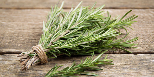 How to Grow and Care for Rosemary Plants: A Complete Guide