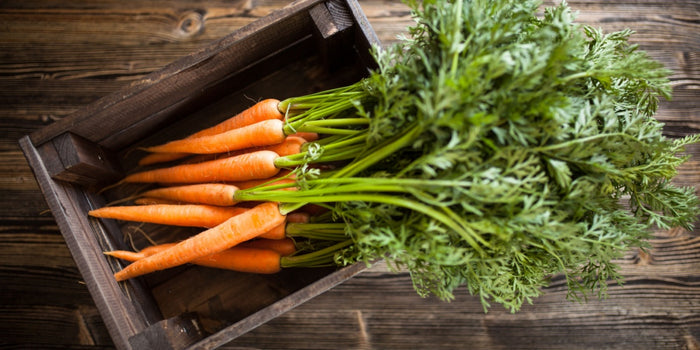 The Comprehensive Guide to Growing Carrots