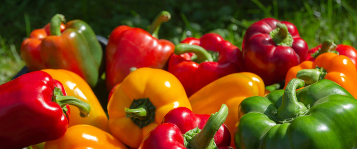 The Ultimate Guide to Growing Sweet Peppers