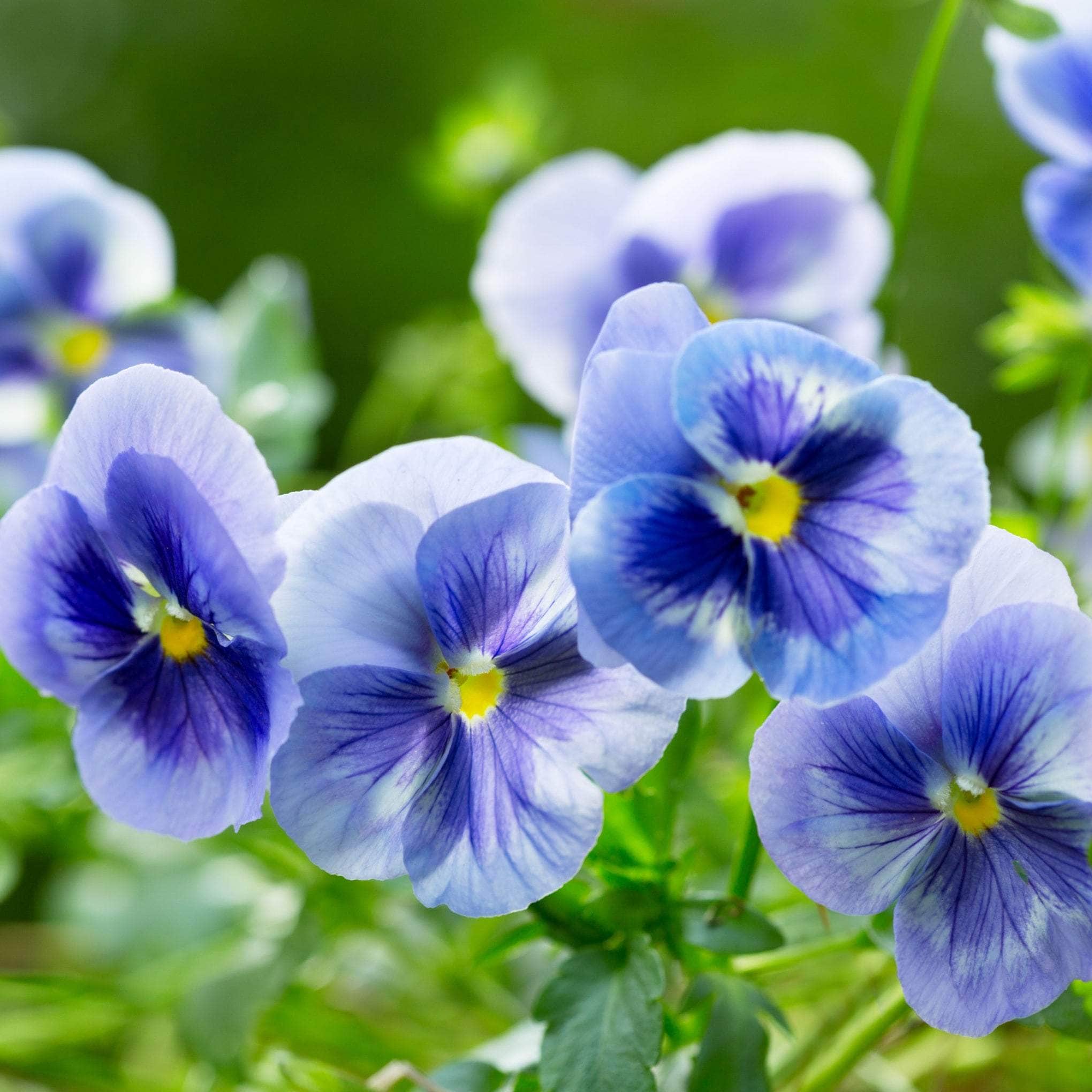 Pansy & Geranium - Bedding Plants