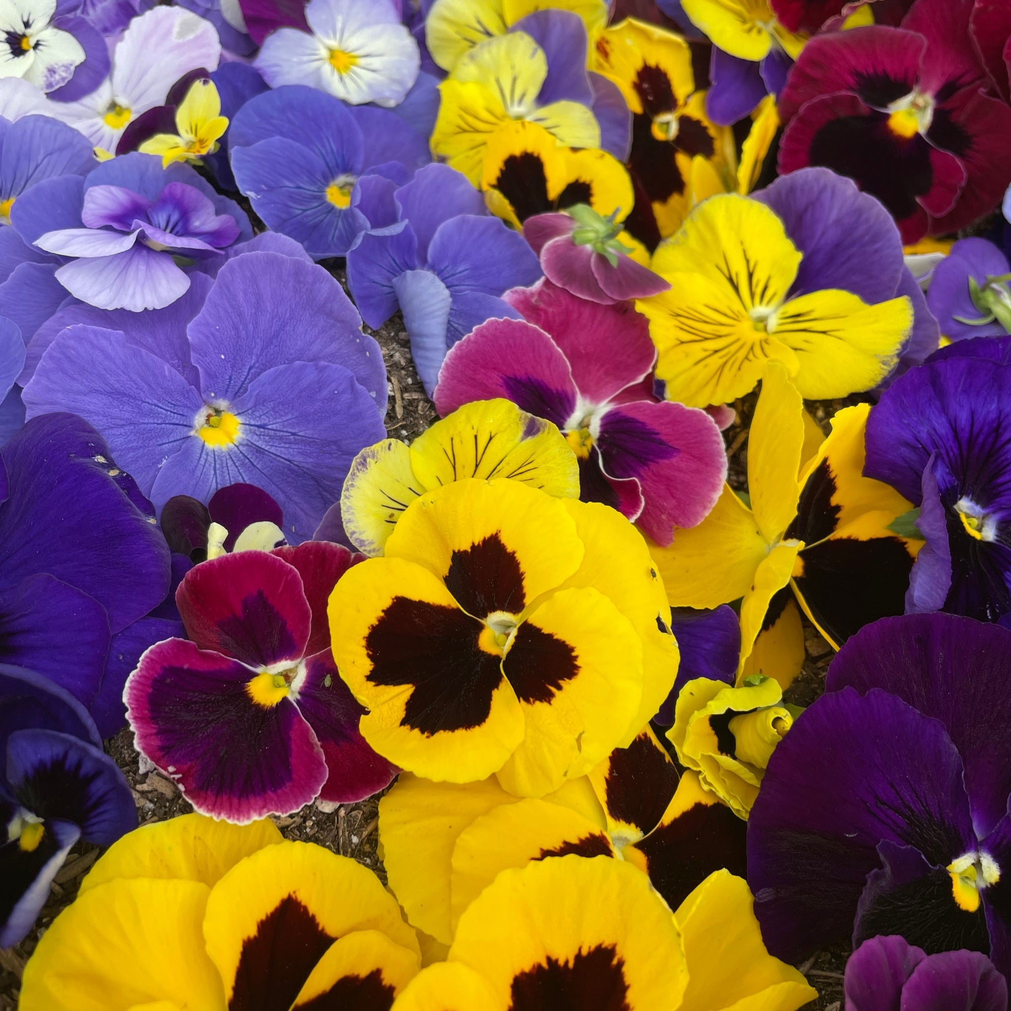 Pansy Plants