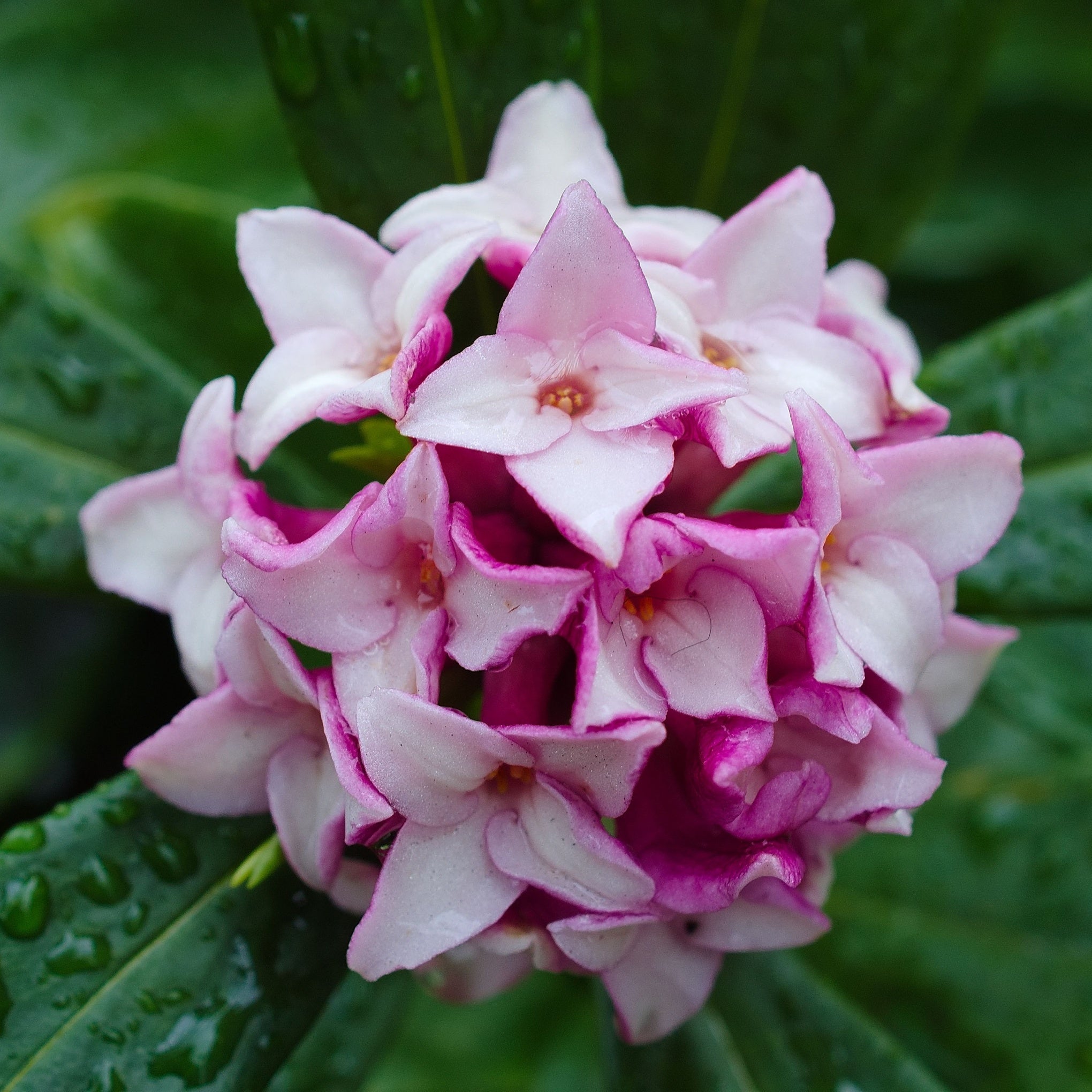 Daphne & Clematis - Shrubs & Perennials