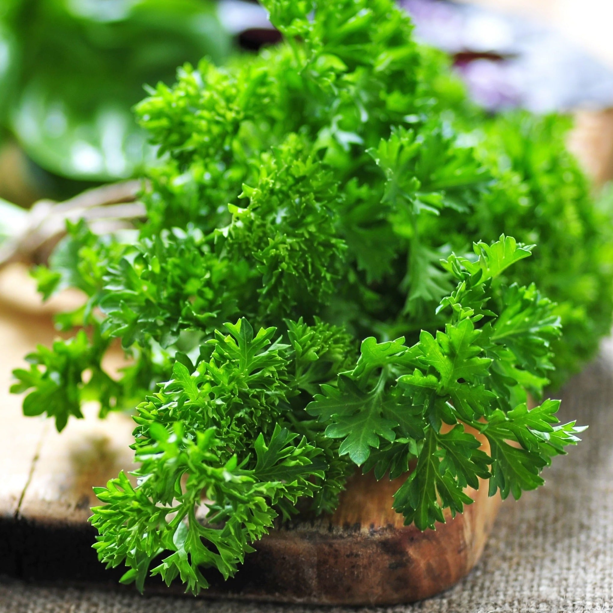 Parsley & Sage - Herb Plants