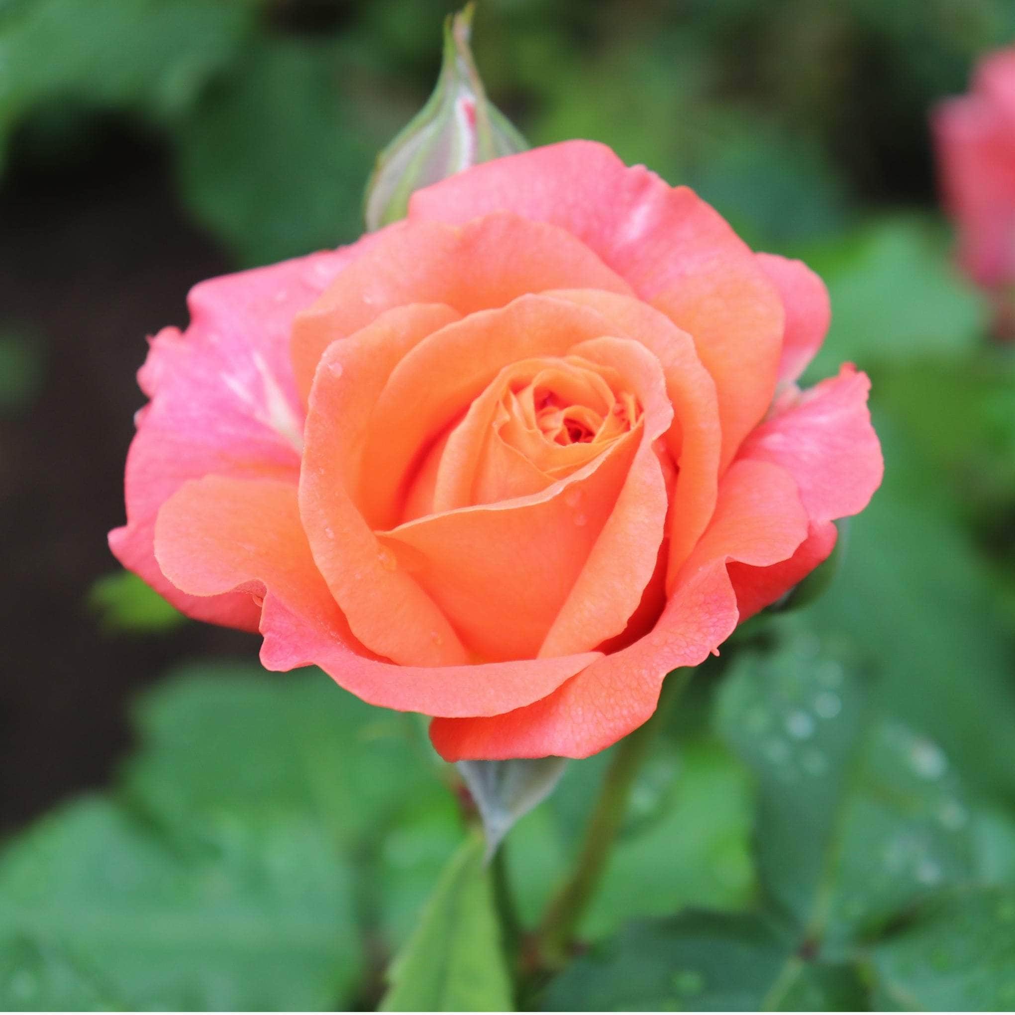 Strongly Fragrant Roses
