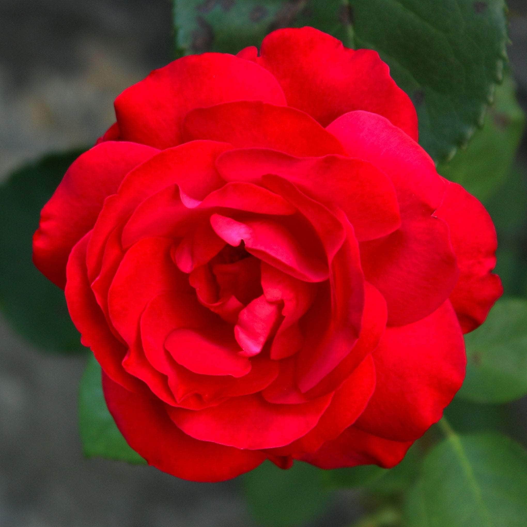 Peace & Love Roses