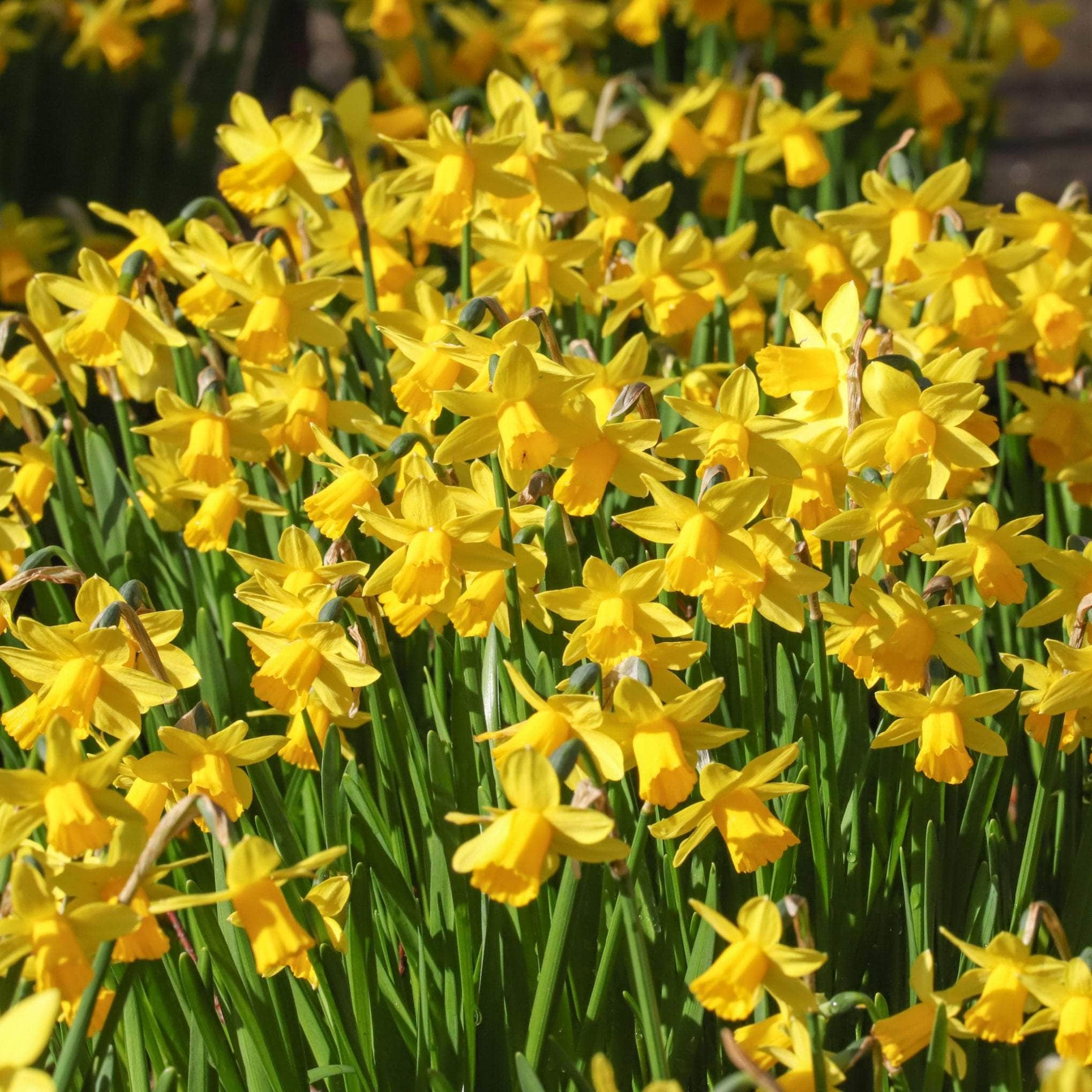 Daffodil Bulbs