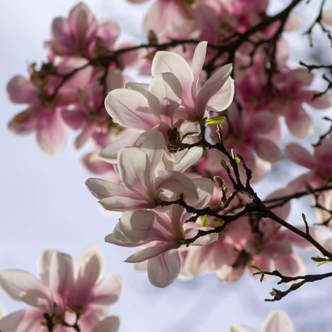 Magnolia Plants