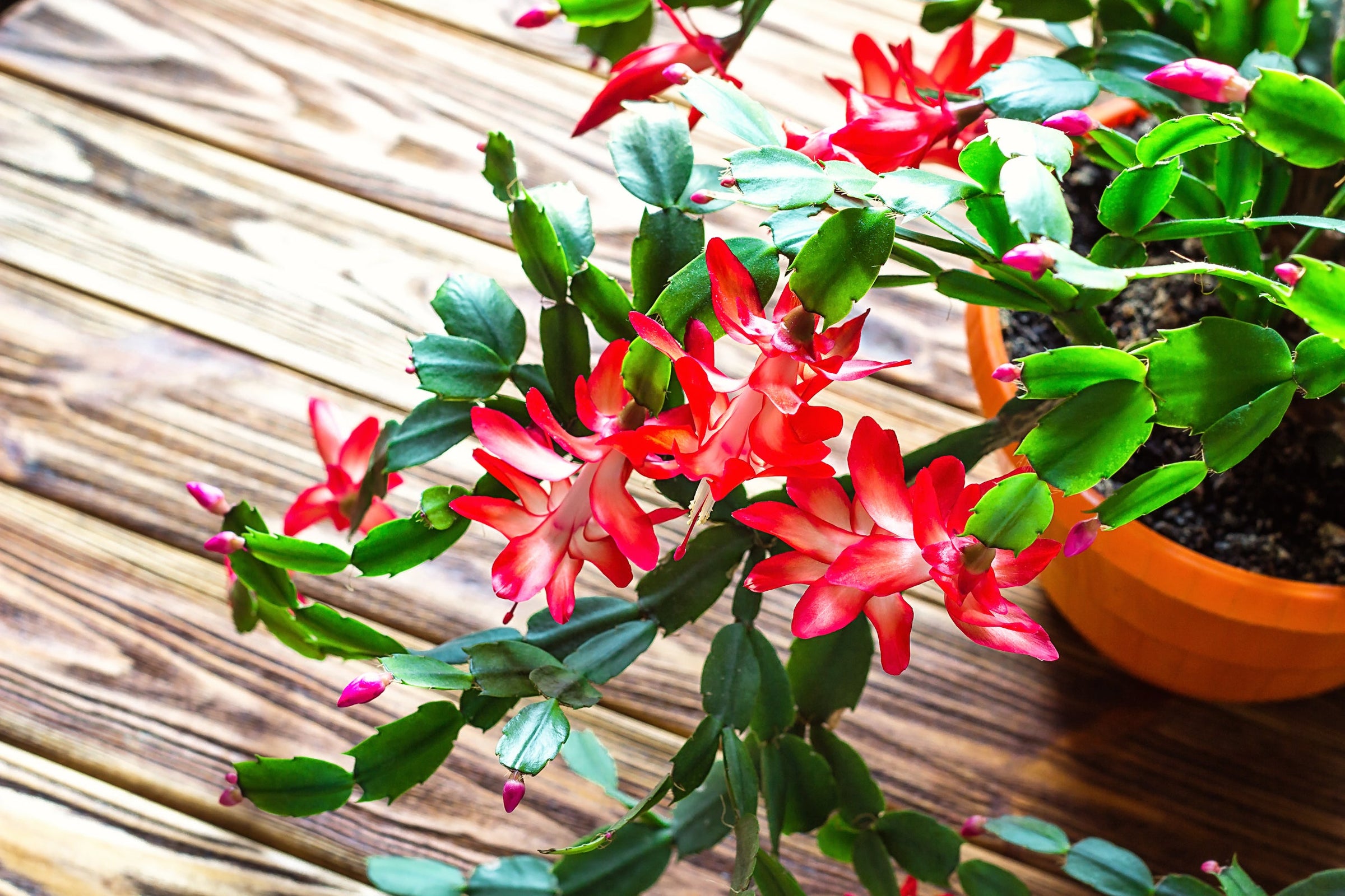 Red Christmas Cactus 'Caribbean Dancer'