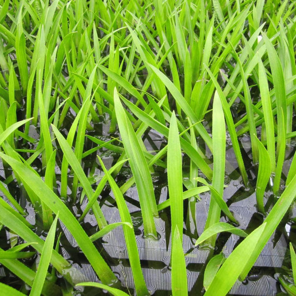 Acqua Garden Floating Water Soldier, Stratiotes Aloides