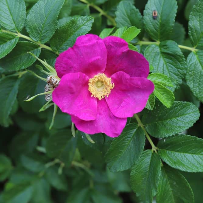 Acqua Garden Flowers Pink Rosa Rugosa