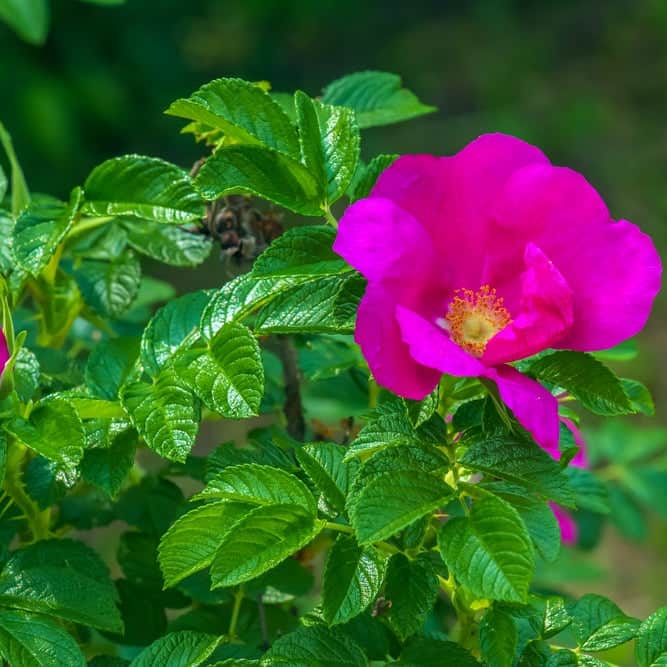 Acqua Garden Flowers Pink Rosa Rugosa