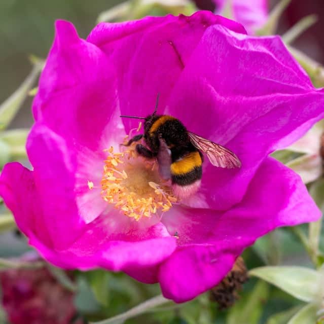 Acqua Garden Flowers Pink Rosa Rugosa