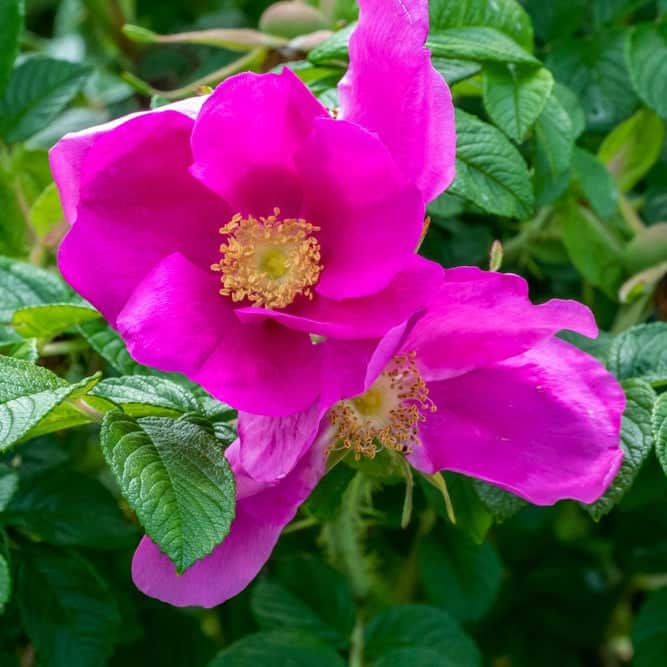Acqua Garden Flowers Pink Rosa Rugosa