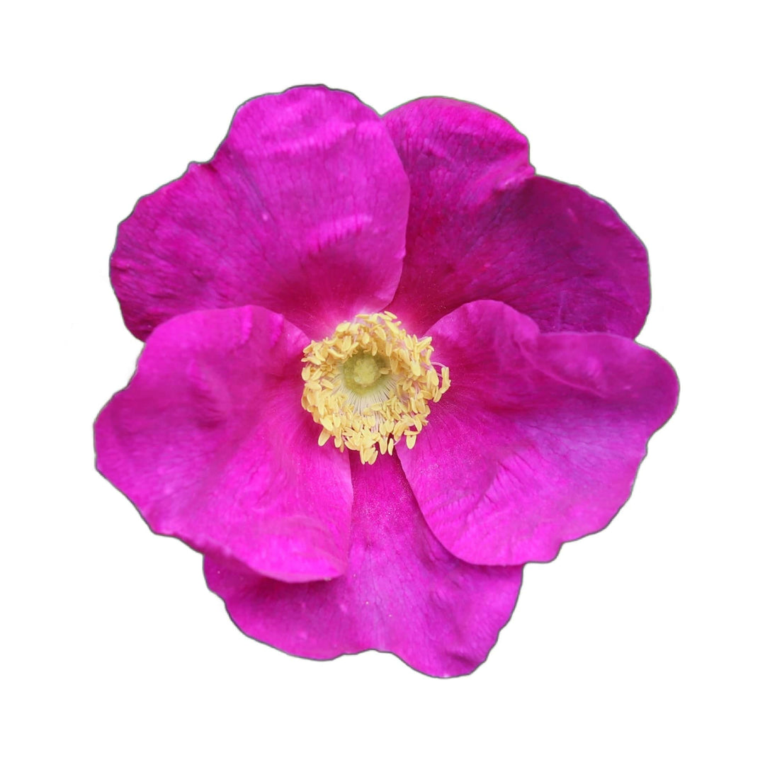 Acqua Garden Flowers Pink Rosa Rugosa