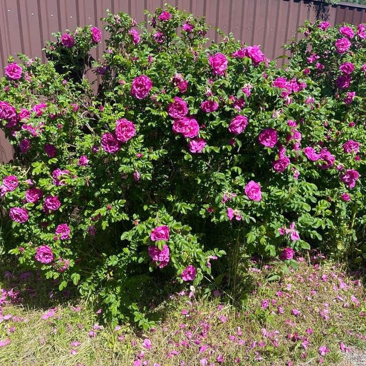 Acqua Garden Flowers Pink Rosa Rugosa
