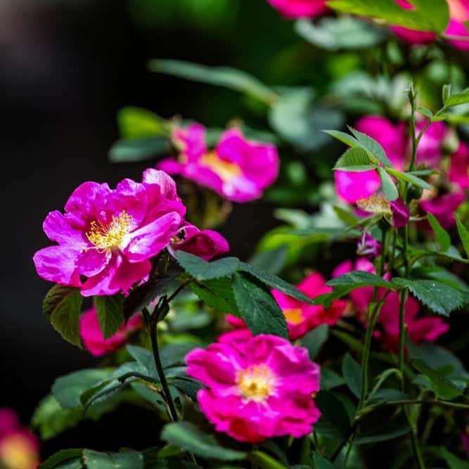 Acqua Garden Flowers Pink Rosa Rugosa