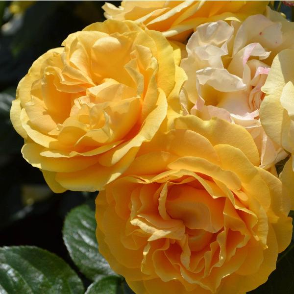 Acqua Garden Flowers Rose 'Absolutely Fabulous'