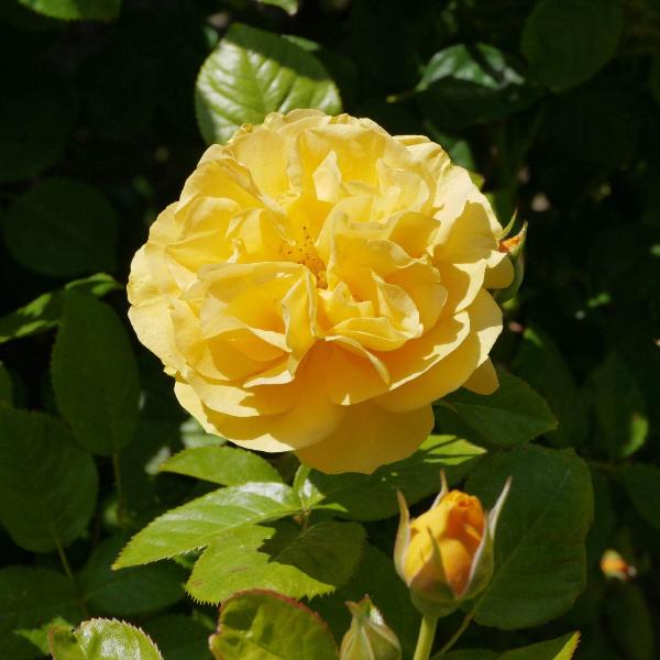 Acqua Garden Flowers Rose 'Absolutely Fabulous'