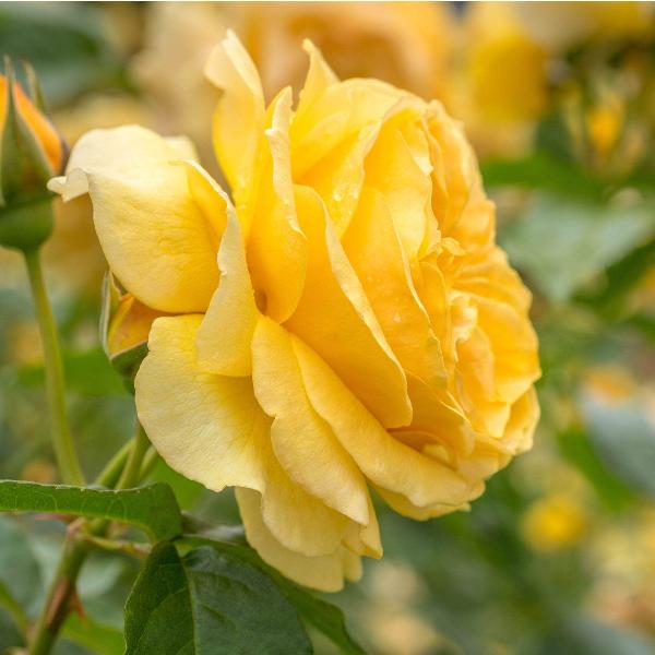 Acqua Garden Flowers Rose 'Absolutely Fabulous'