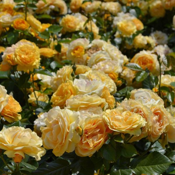 Acqua Garden Flowers Rose 'Absolutely Fabulous'